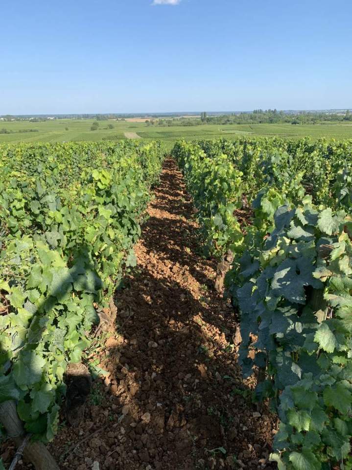 Vente de vin rouge Meursault