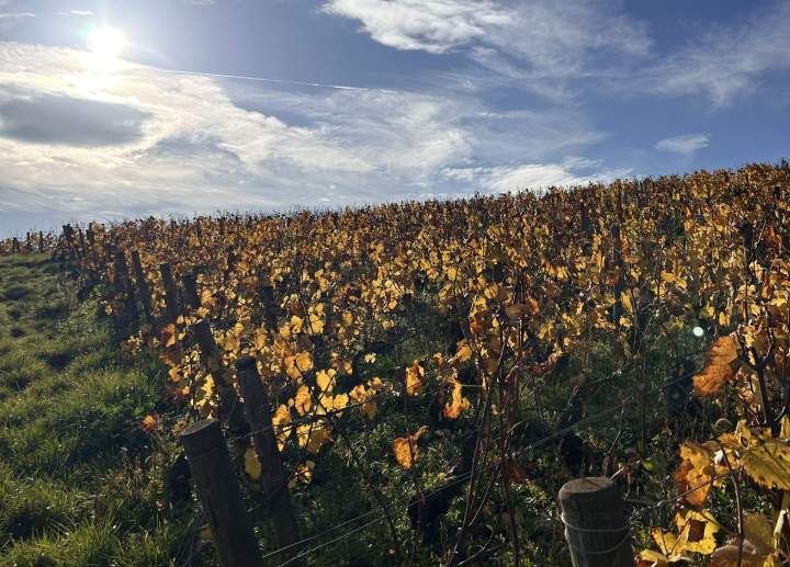 Poruzot Meursault