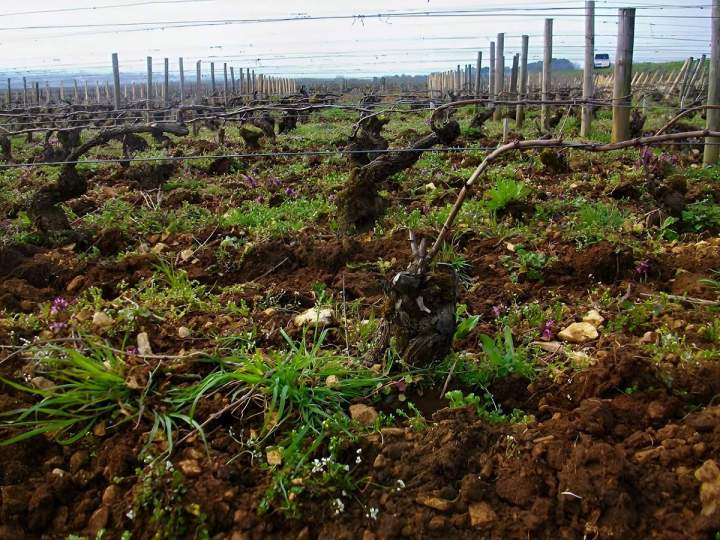 Viticulture Meursault