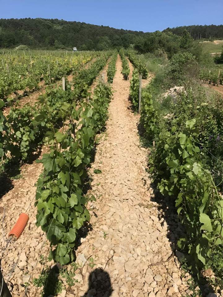 Domaine viticole Meursault